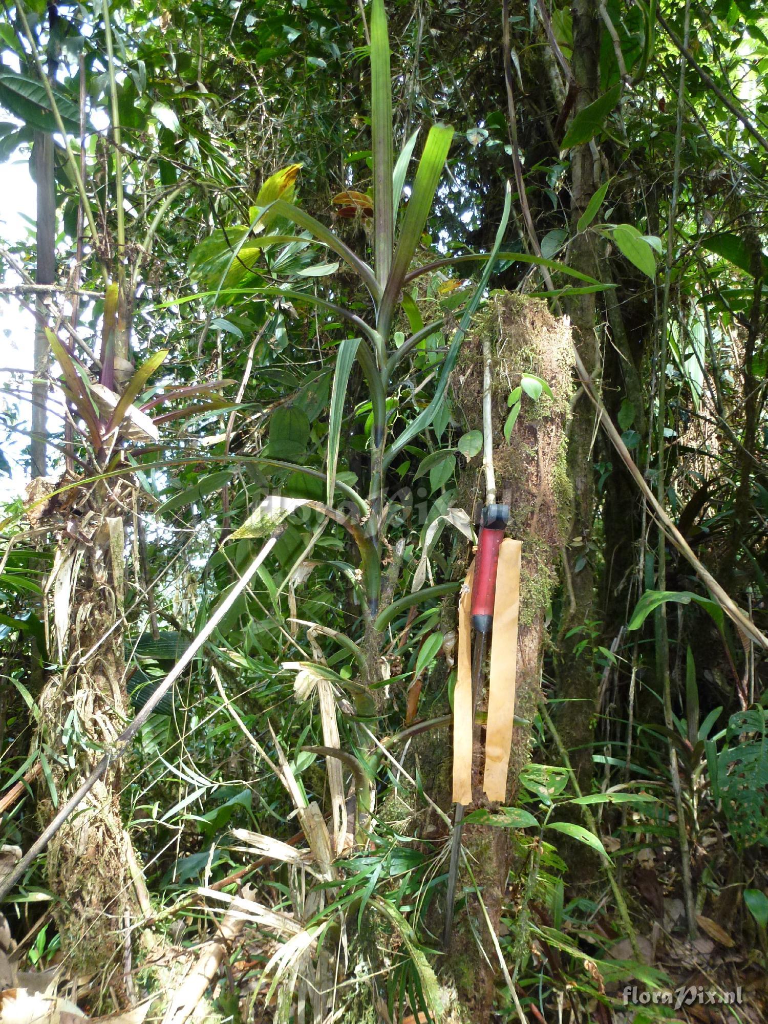 Guzmania flagellata