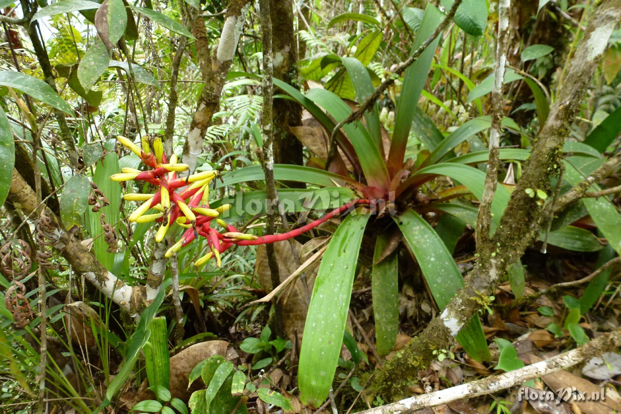 Guzmania sprucei