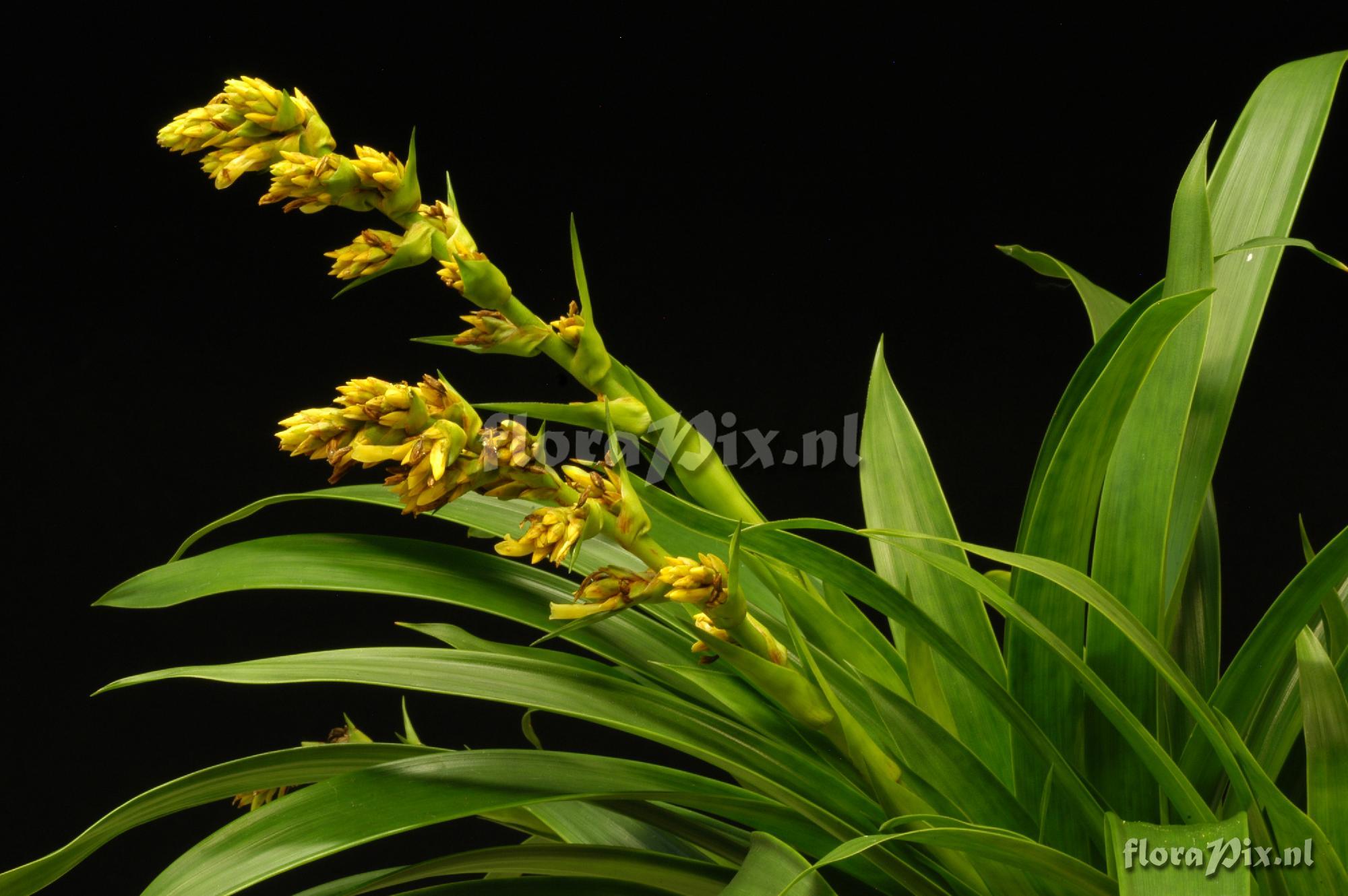 Guzmania cf. virescens