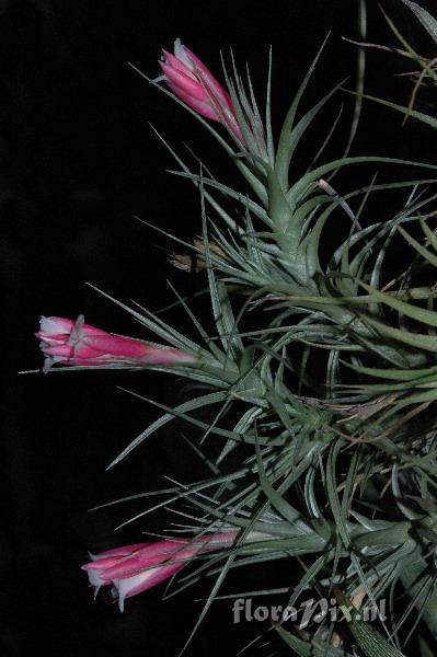 Tillandsia tenuifolia