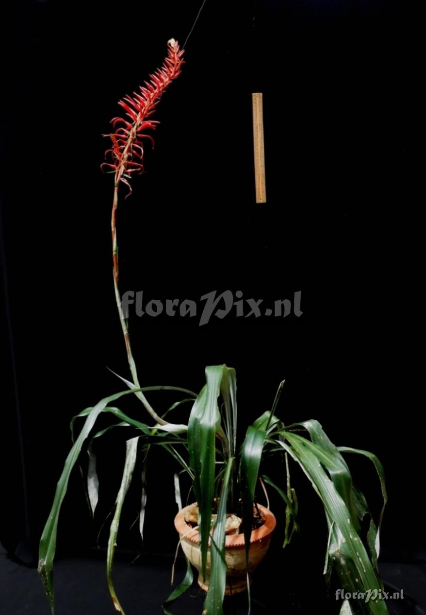 Pitcairnia ????