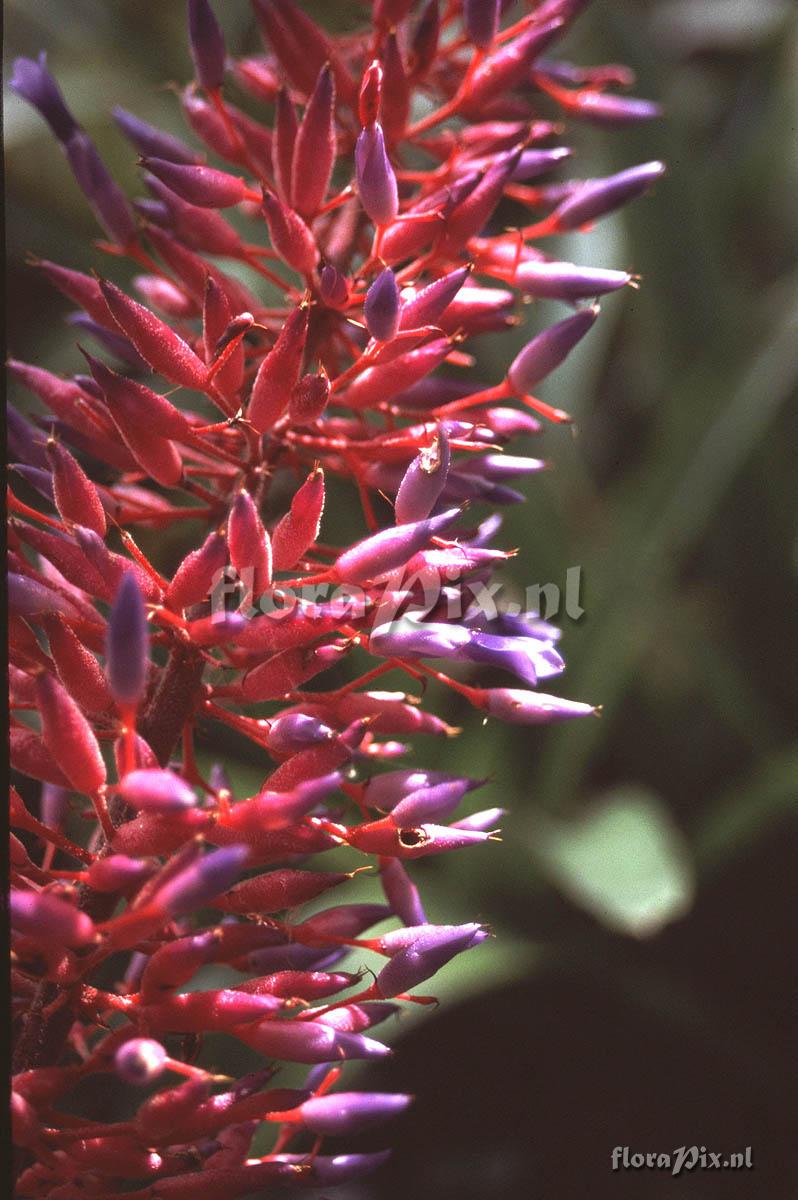 Aechmea fendleri