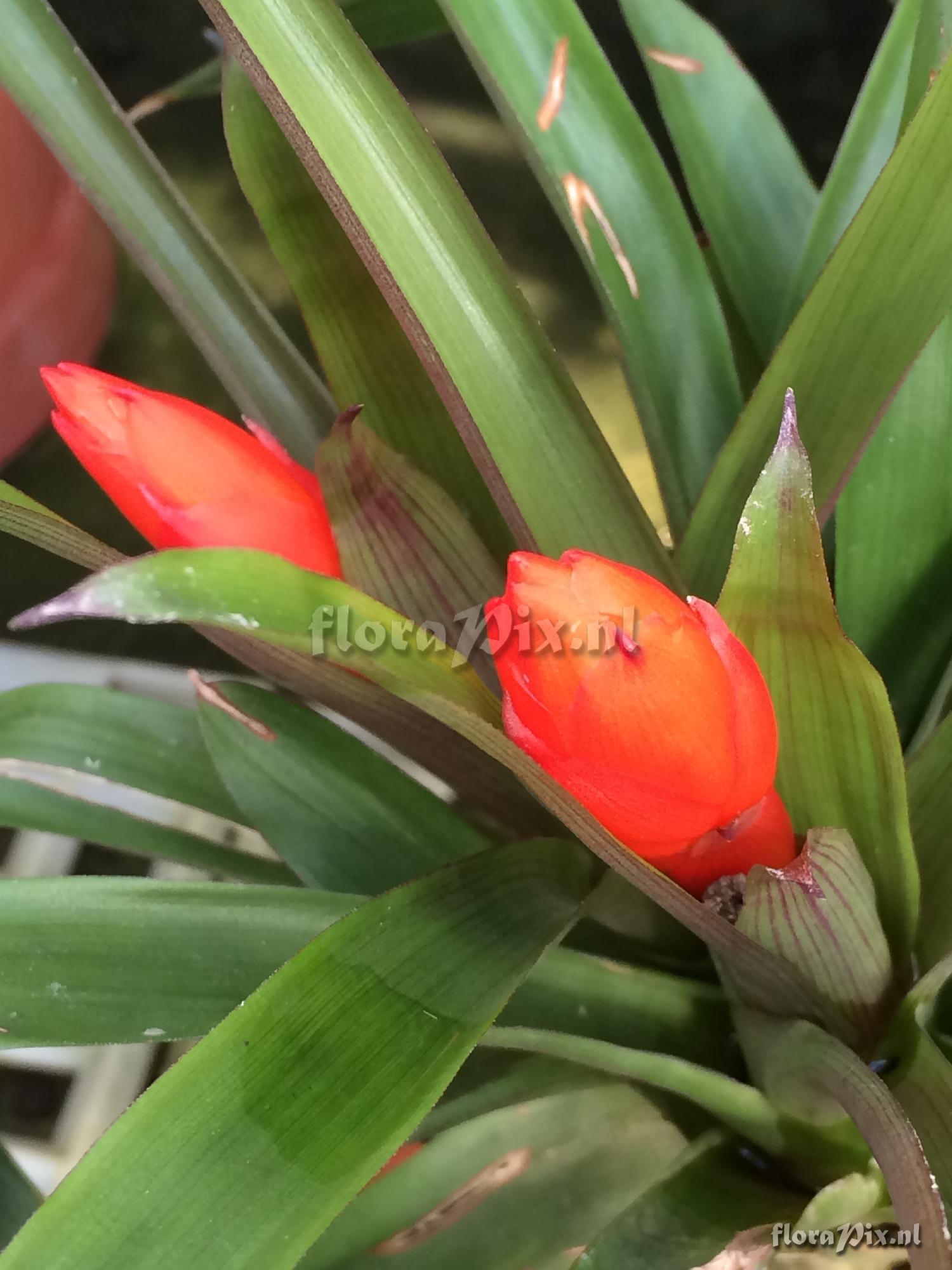 Guzmania berteroniana