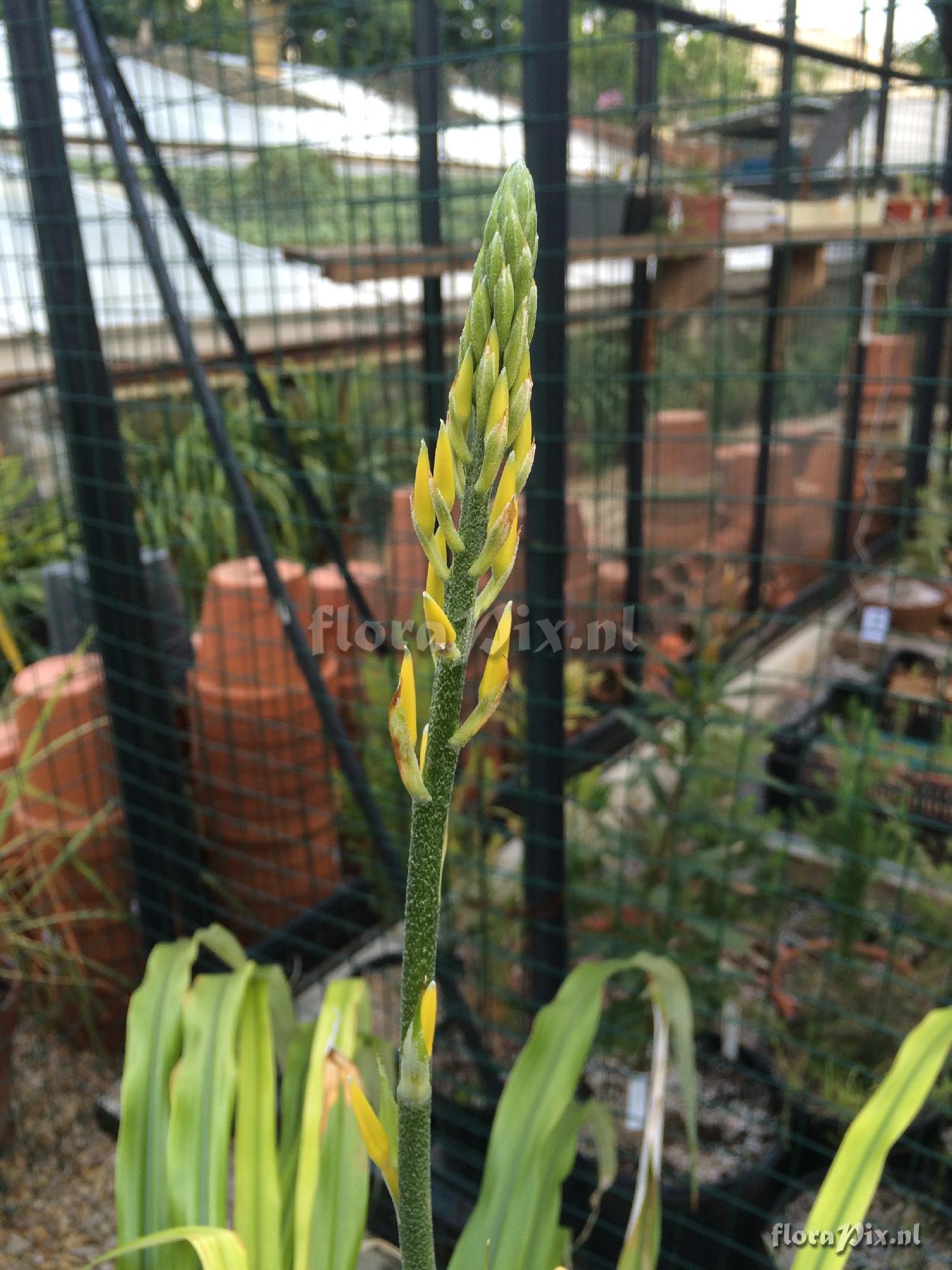 Pitcairnia xanthocalyx