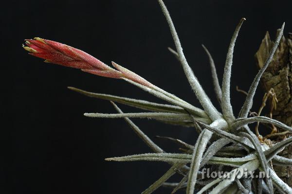 Tillandsia tortilis