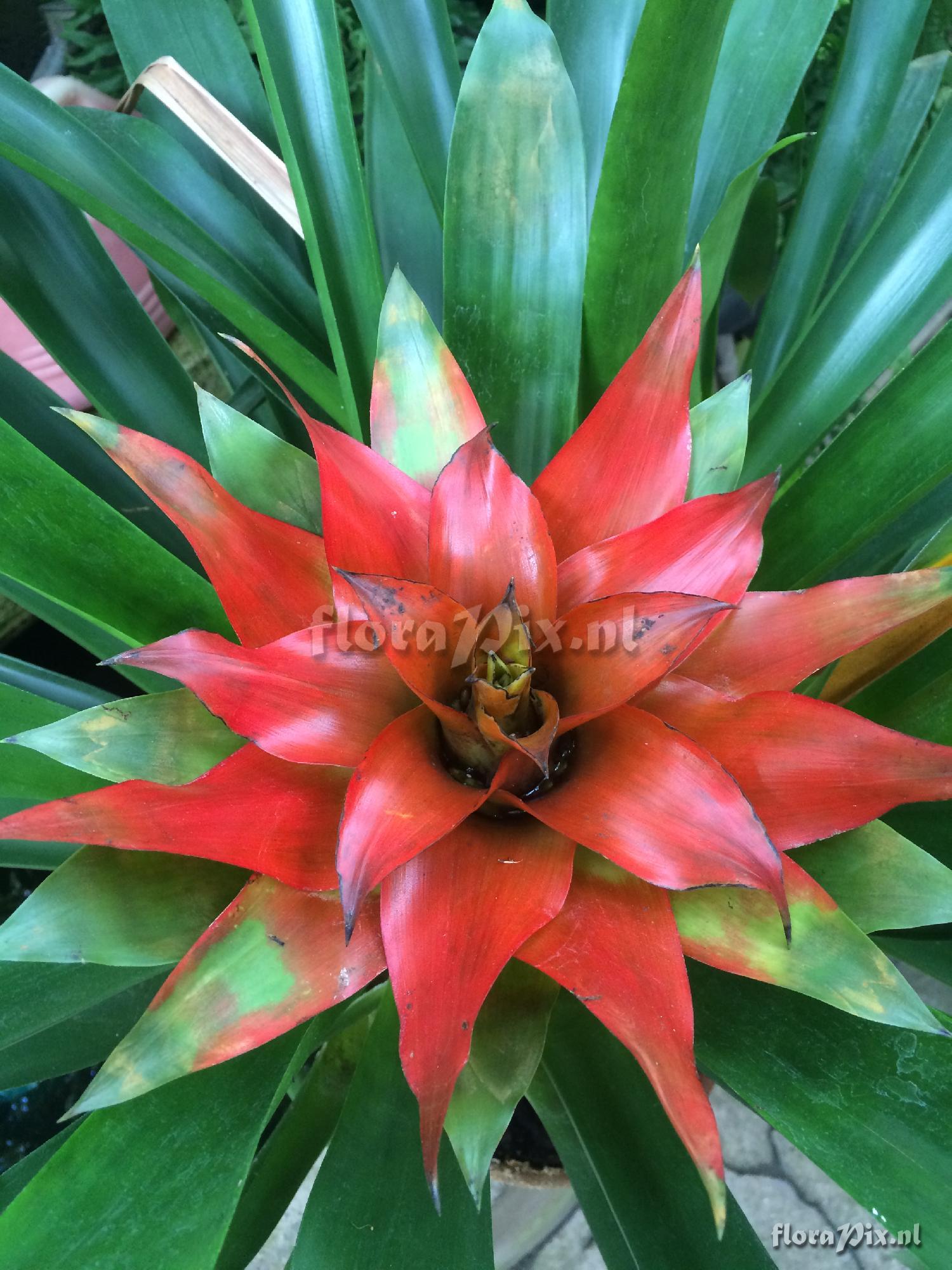 Guzmania lingulata hybrid