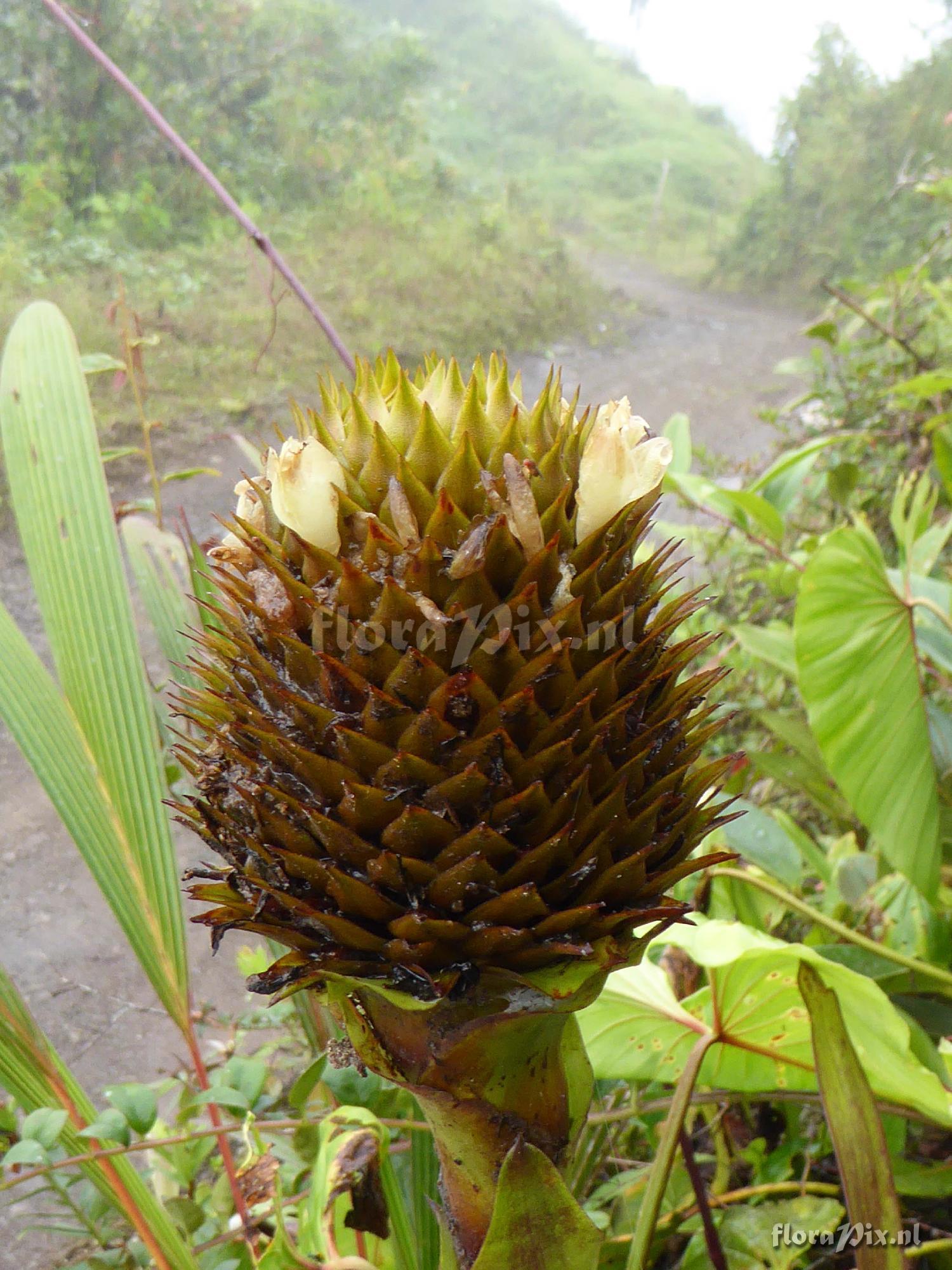 Guzmania triangularis