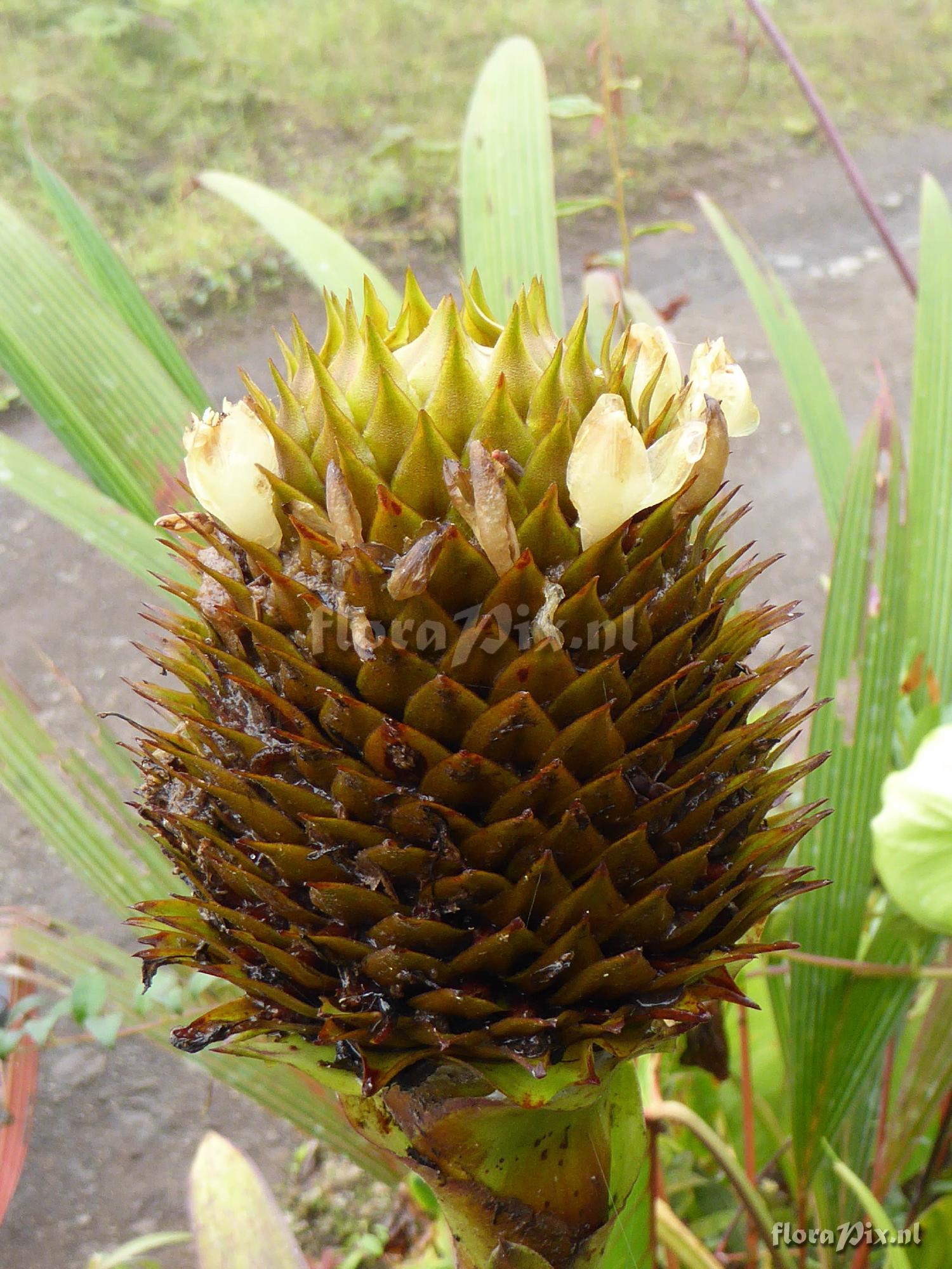 Guzmania triangularis