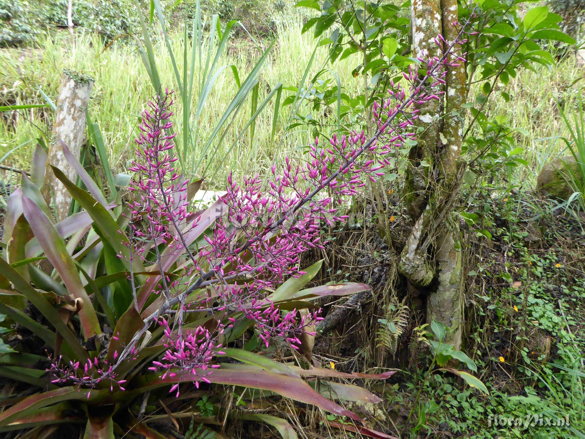 Aechmea spectabilis