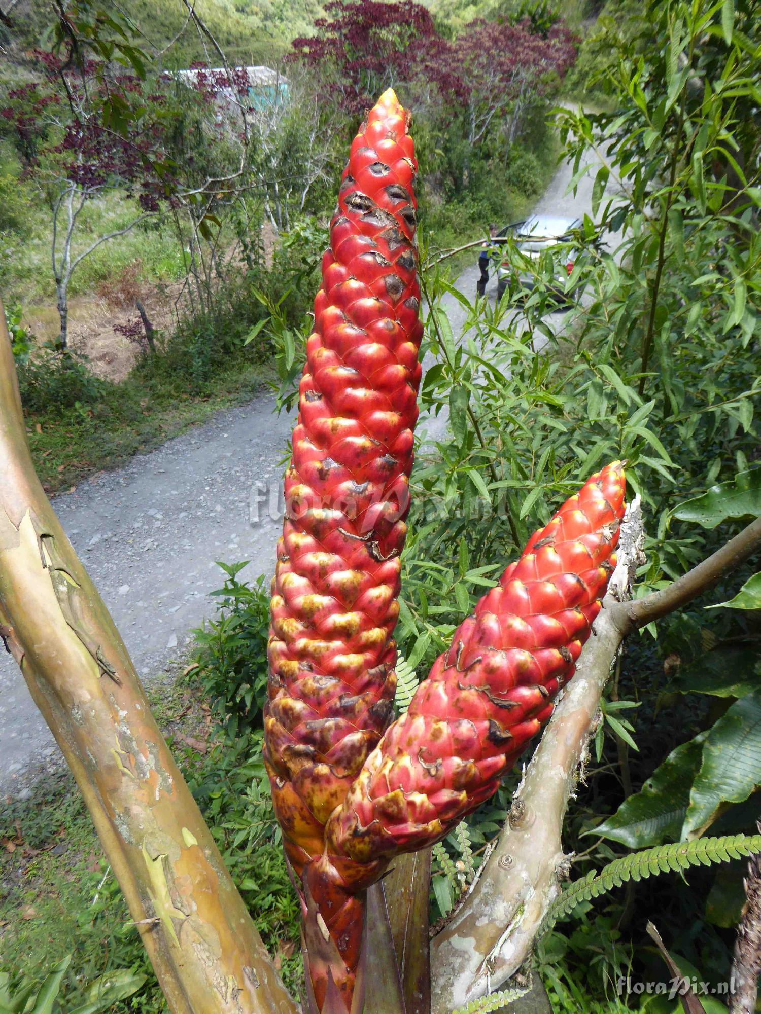 Guzmania bipartita