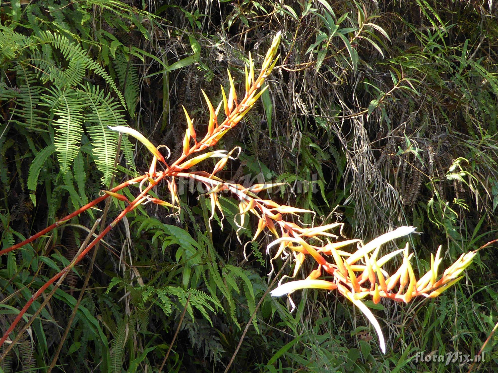 Pitcairnia sp