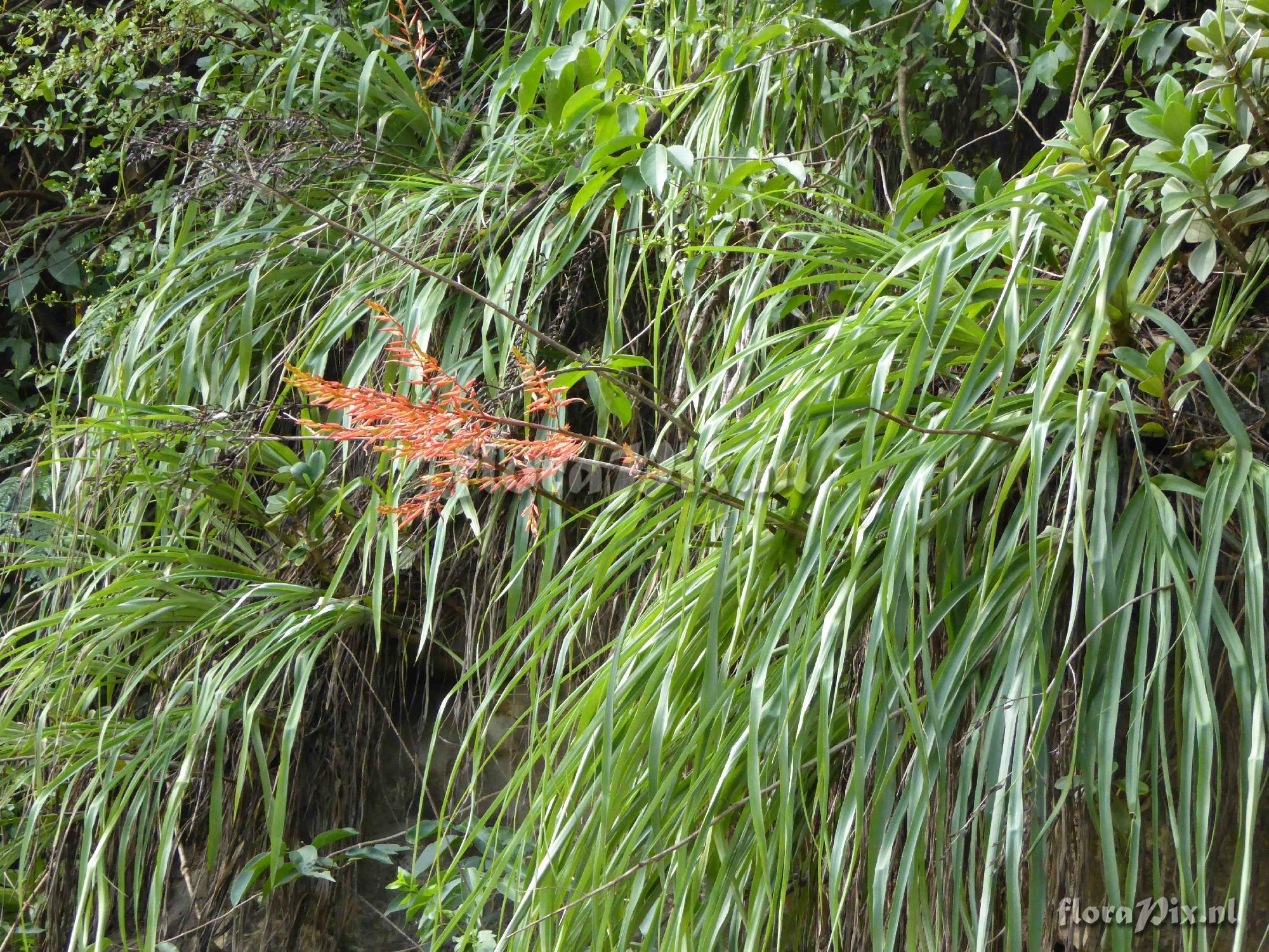 Pitcairnia sp?