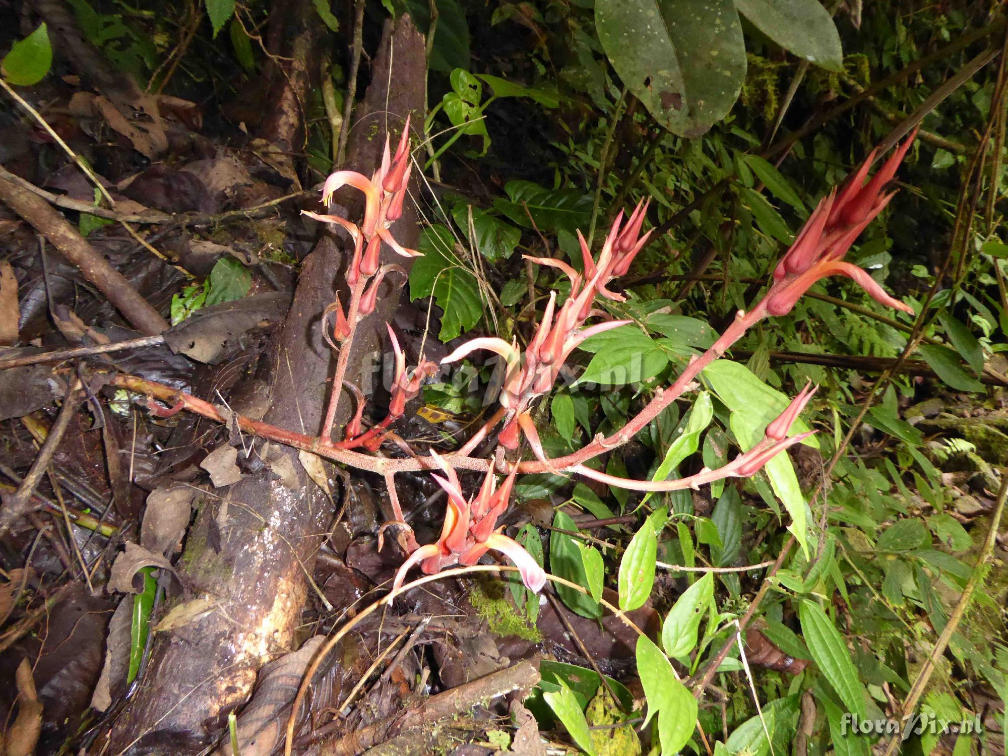 Pitcairnia sp?