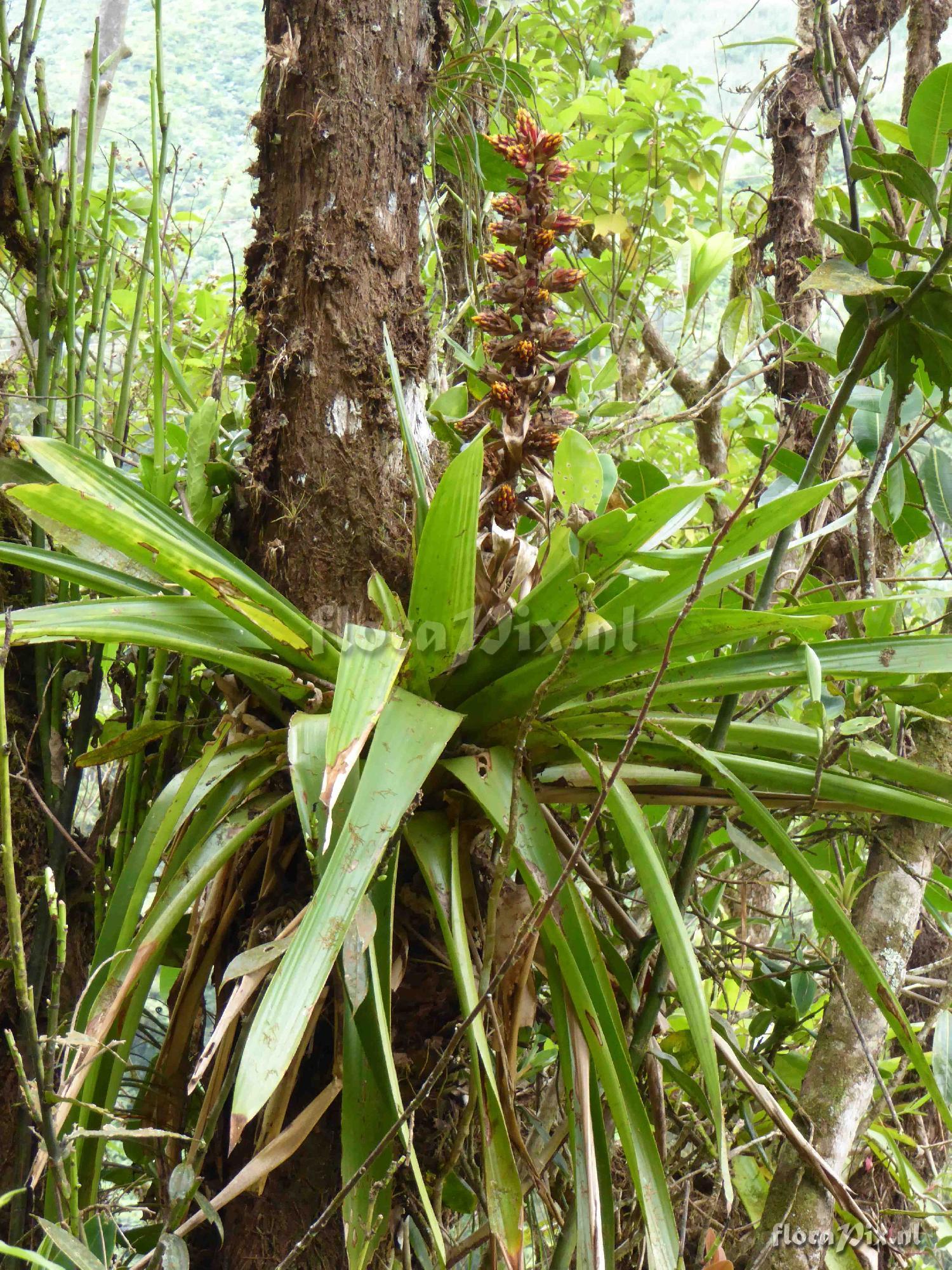 Mezobromelia sp ?