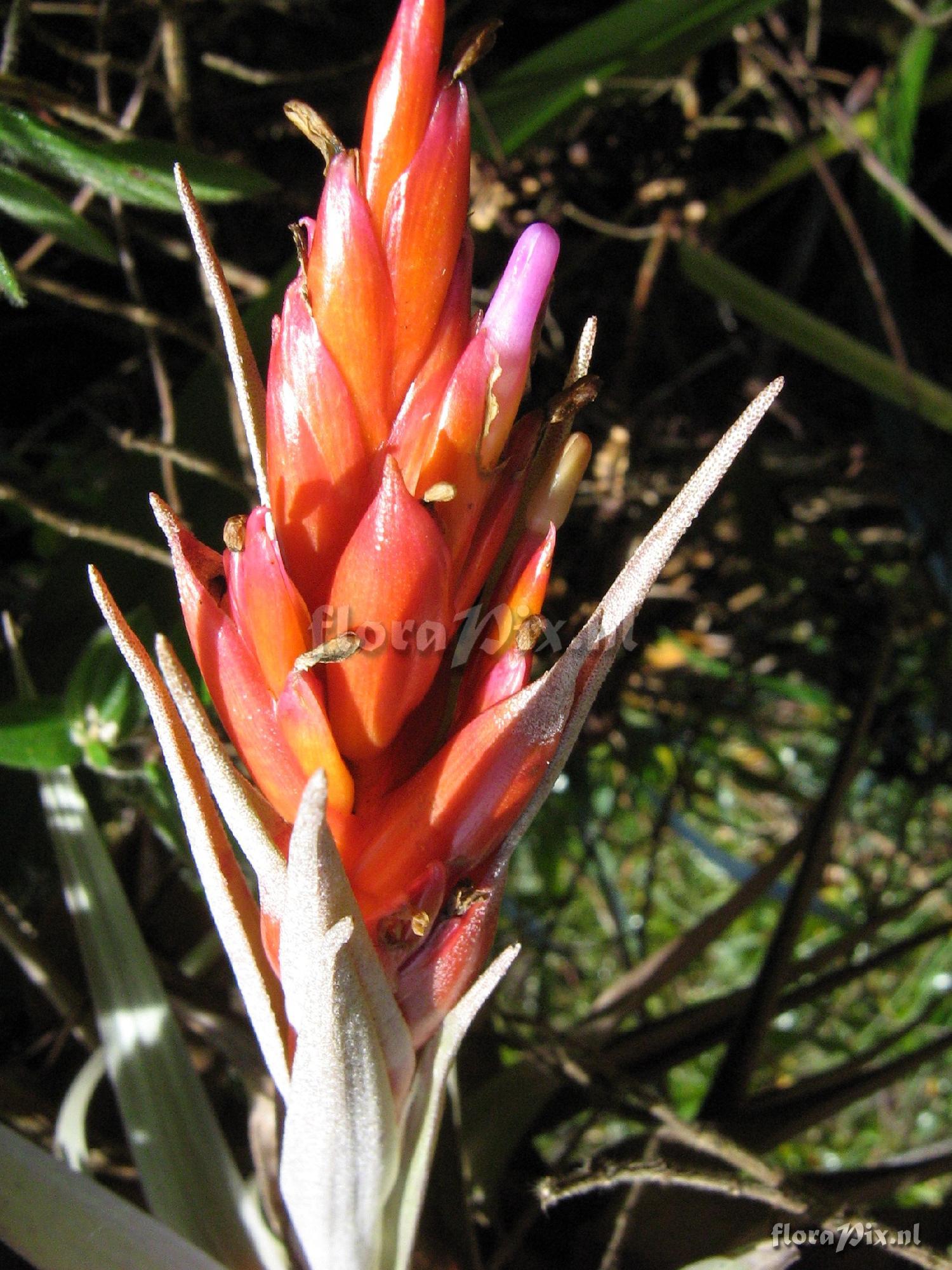 Tillandsia turneri