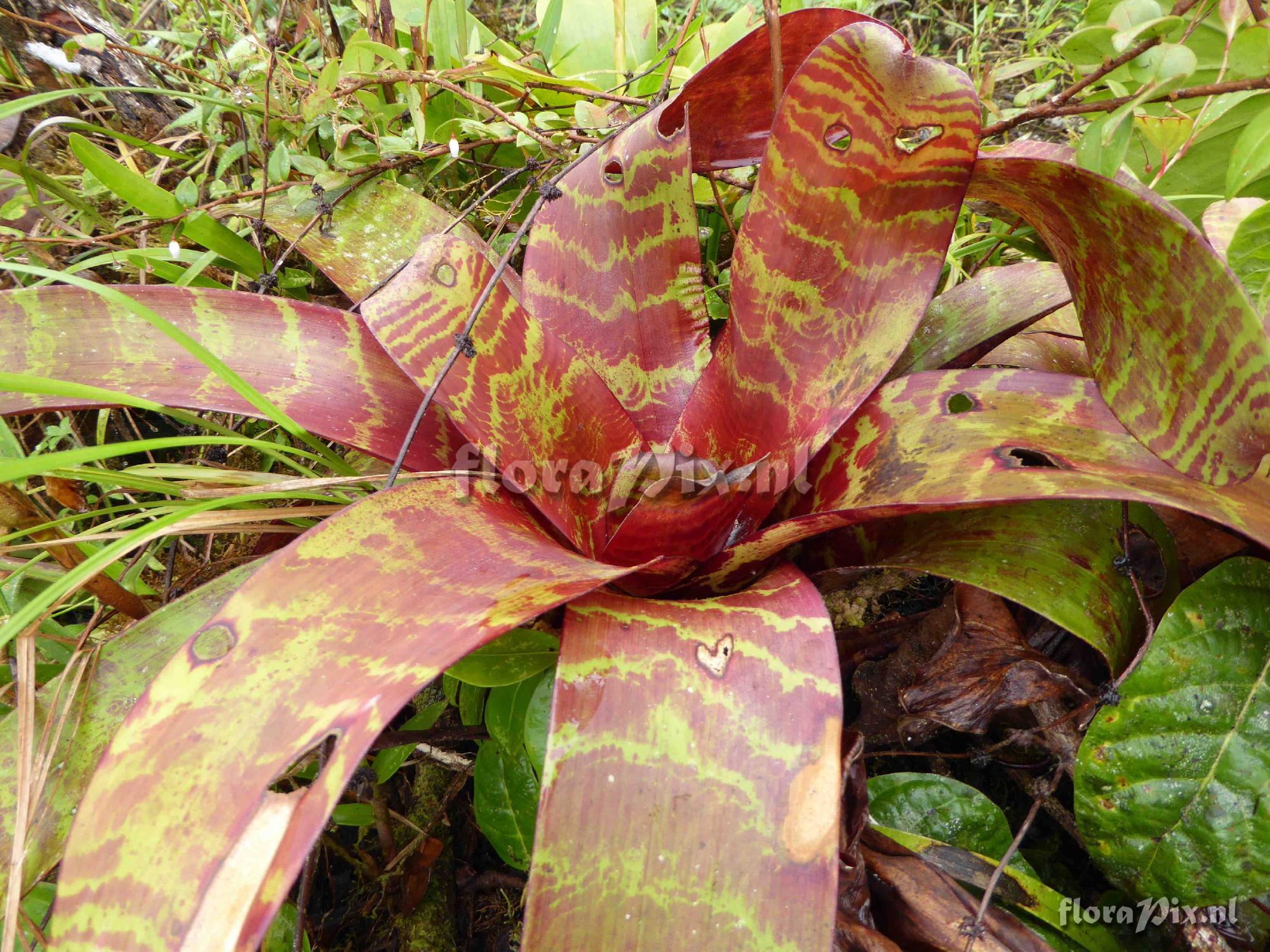 Guzmania pseudospectabilis