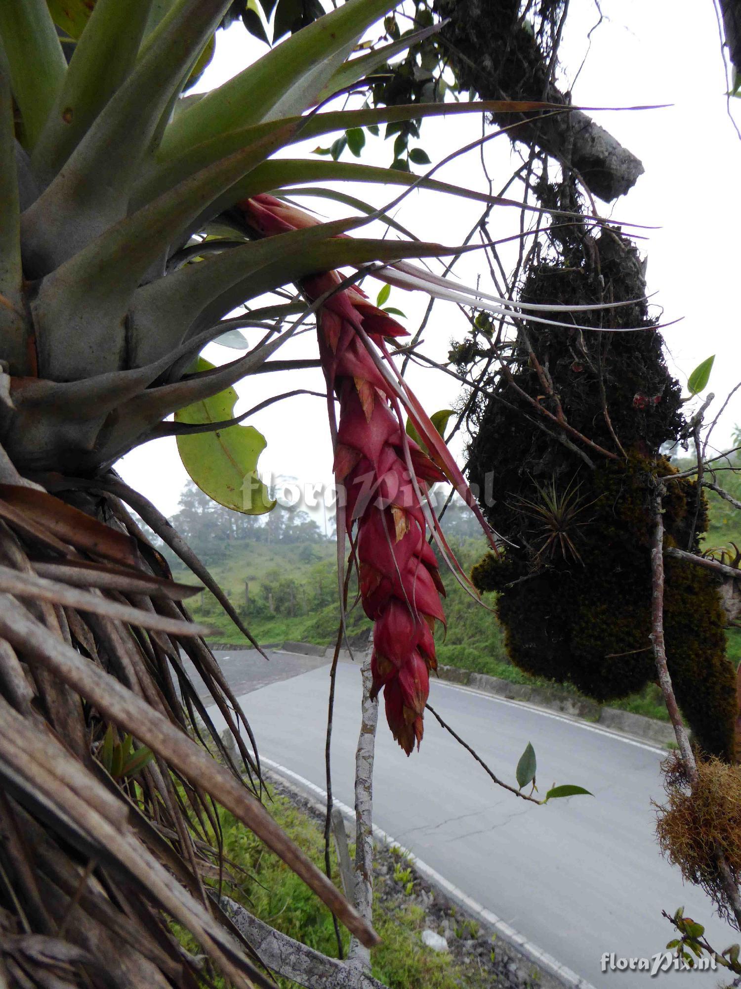 Tillandsia aff. ionochroma