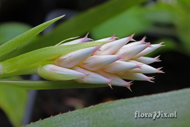 Aechmea drakeana