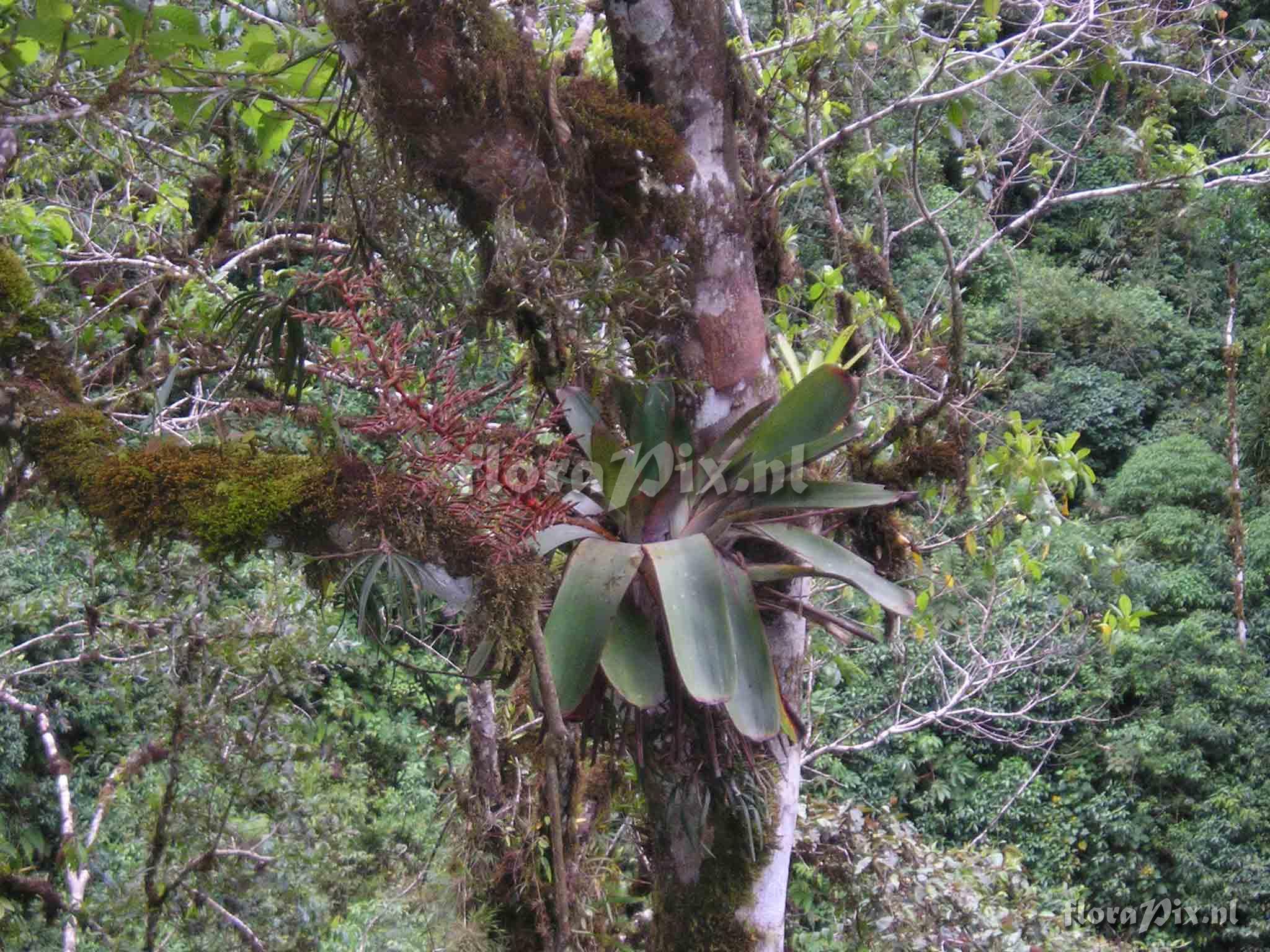 Tillandsia truncata