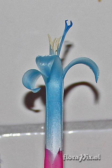 Aechmea drakeana