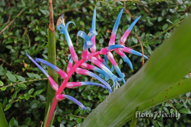 Aechmea drakeana