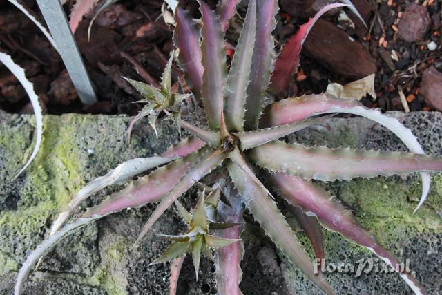 Cryptanthus warren-loosei