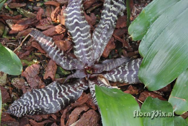 Cryptanthus zonatus