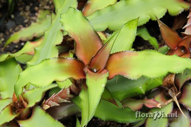 Cryptanthus 