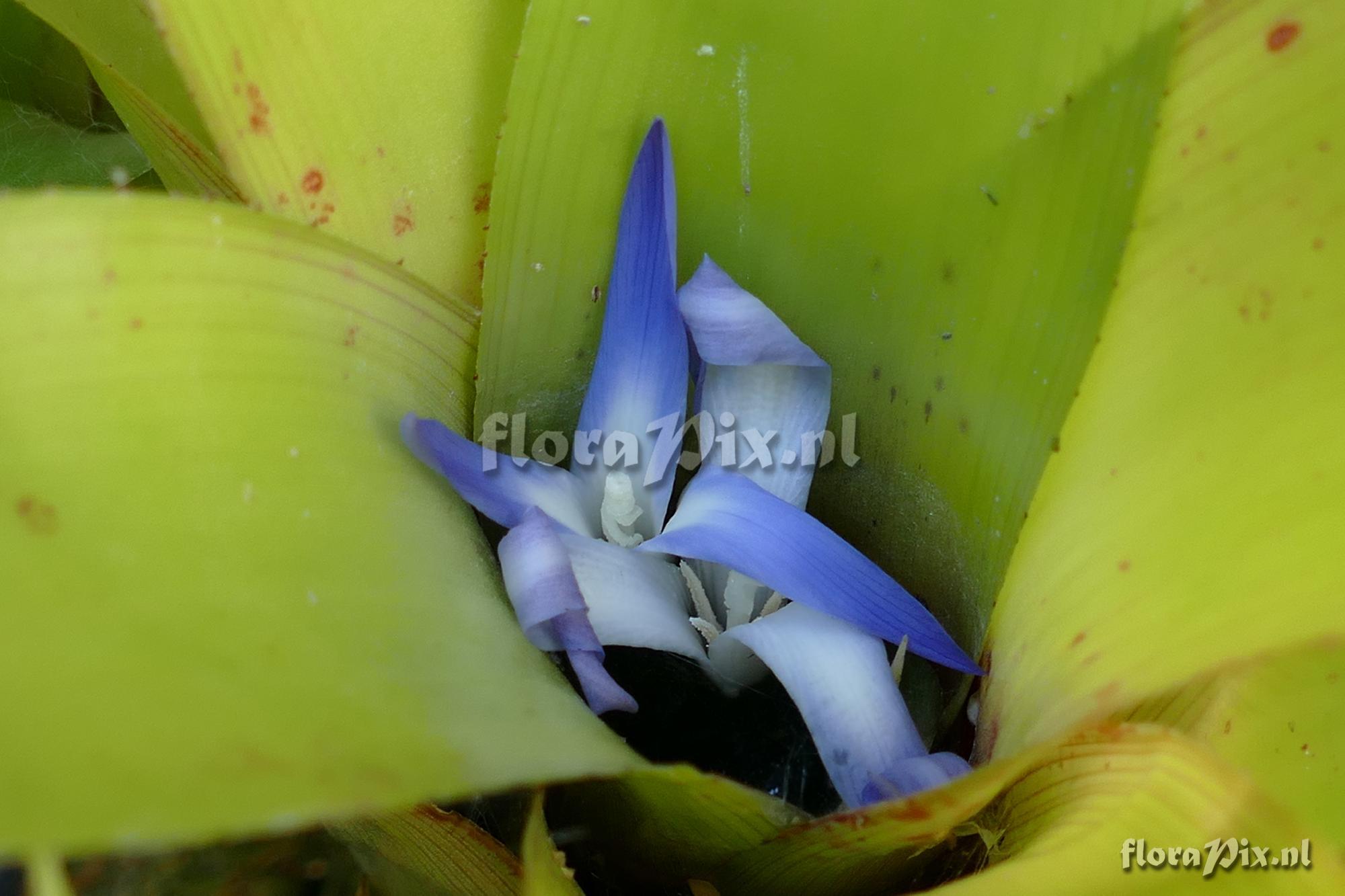 Neoregelia paulistana