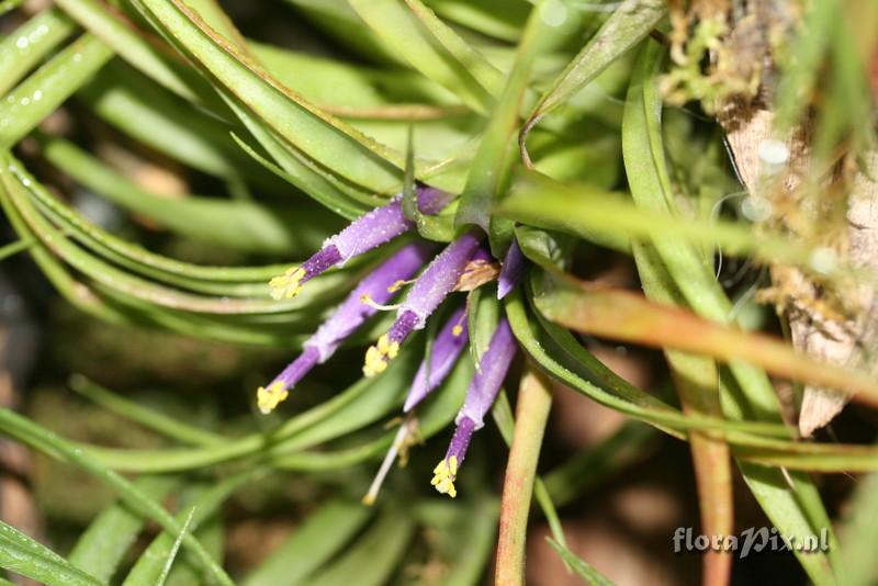 Tillandsia brachycaulos