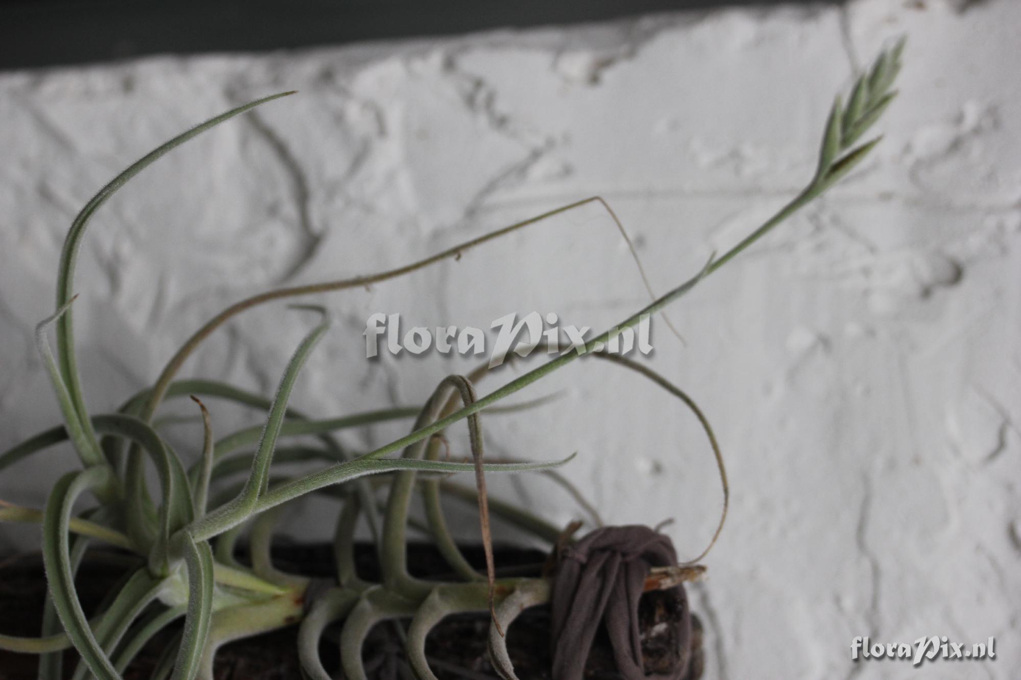 Tillandsia crocata