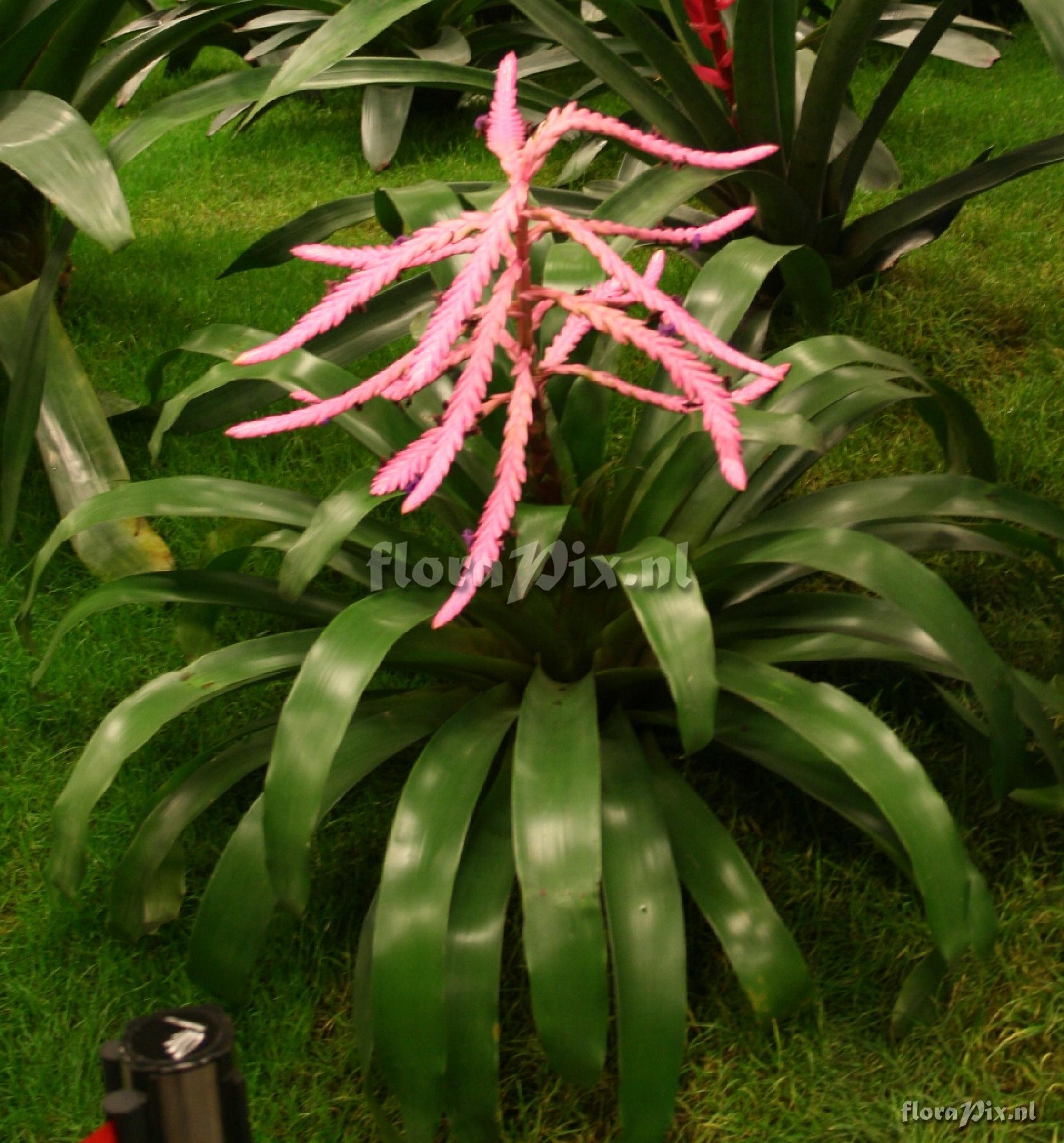 Tillandsia platyrhachis  hybride?