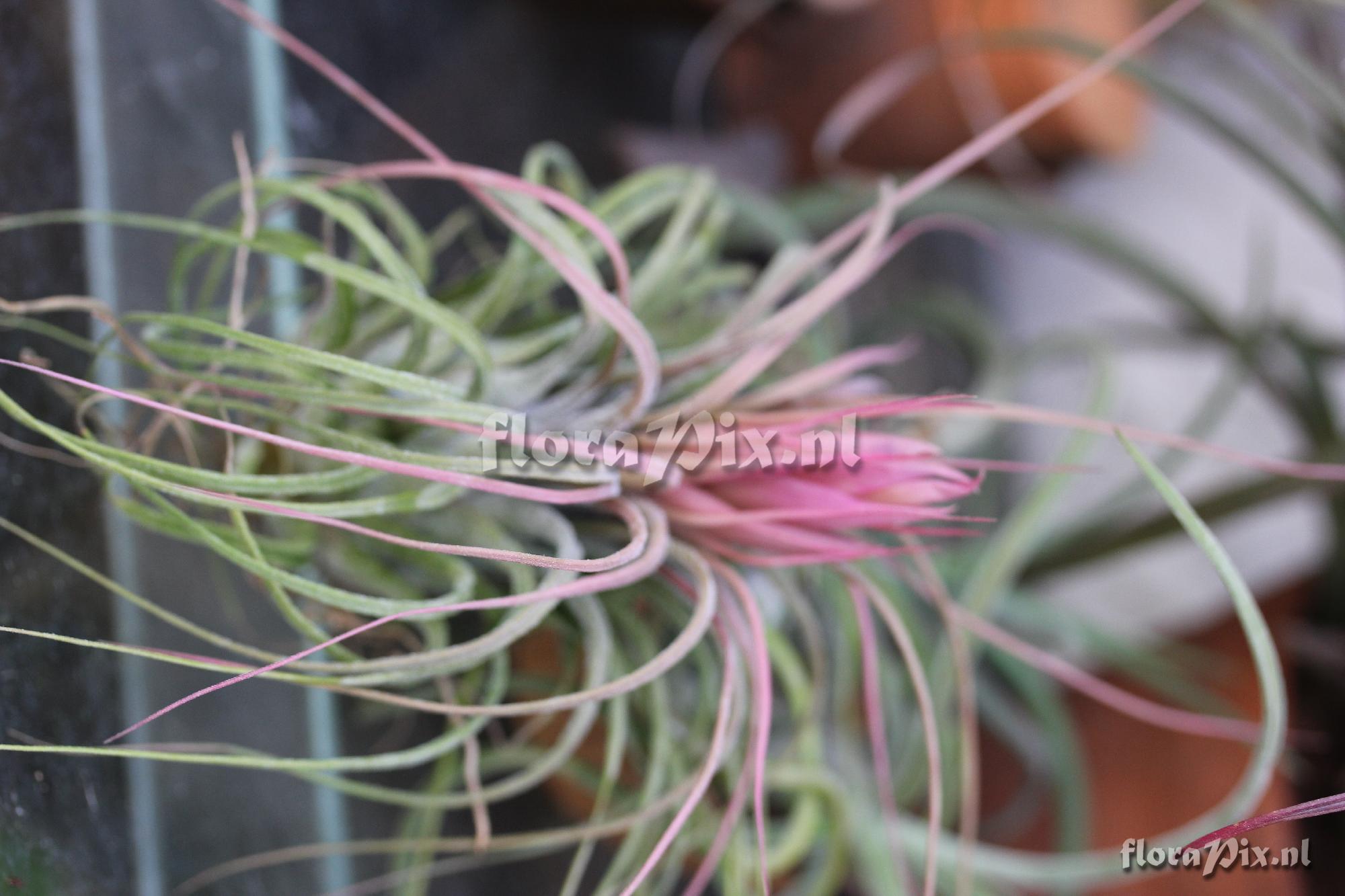 Tillandsia delicata