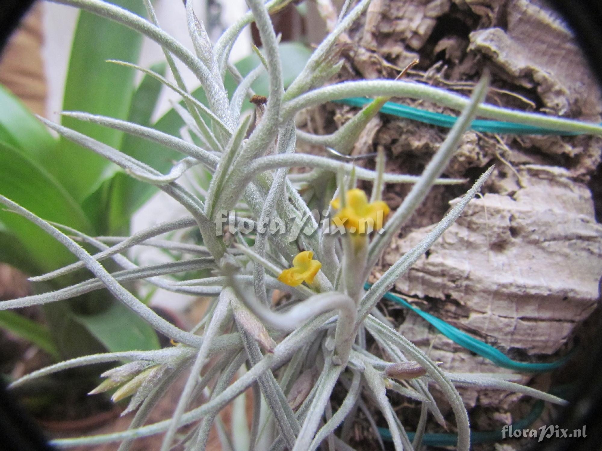 Tillandsia crocata 