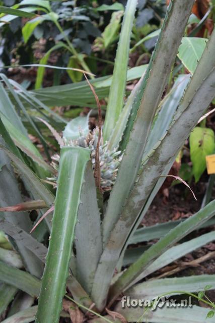 Bromelia lagopus