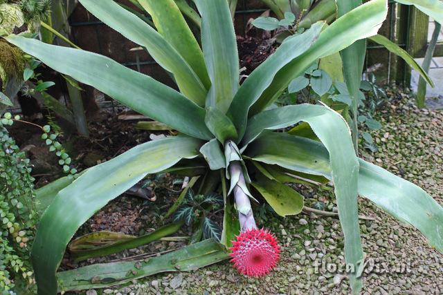 Aechmea multiflora