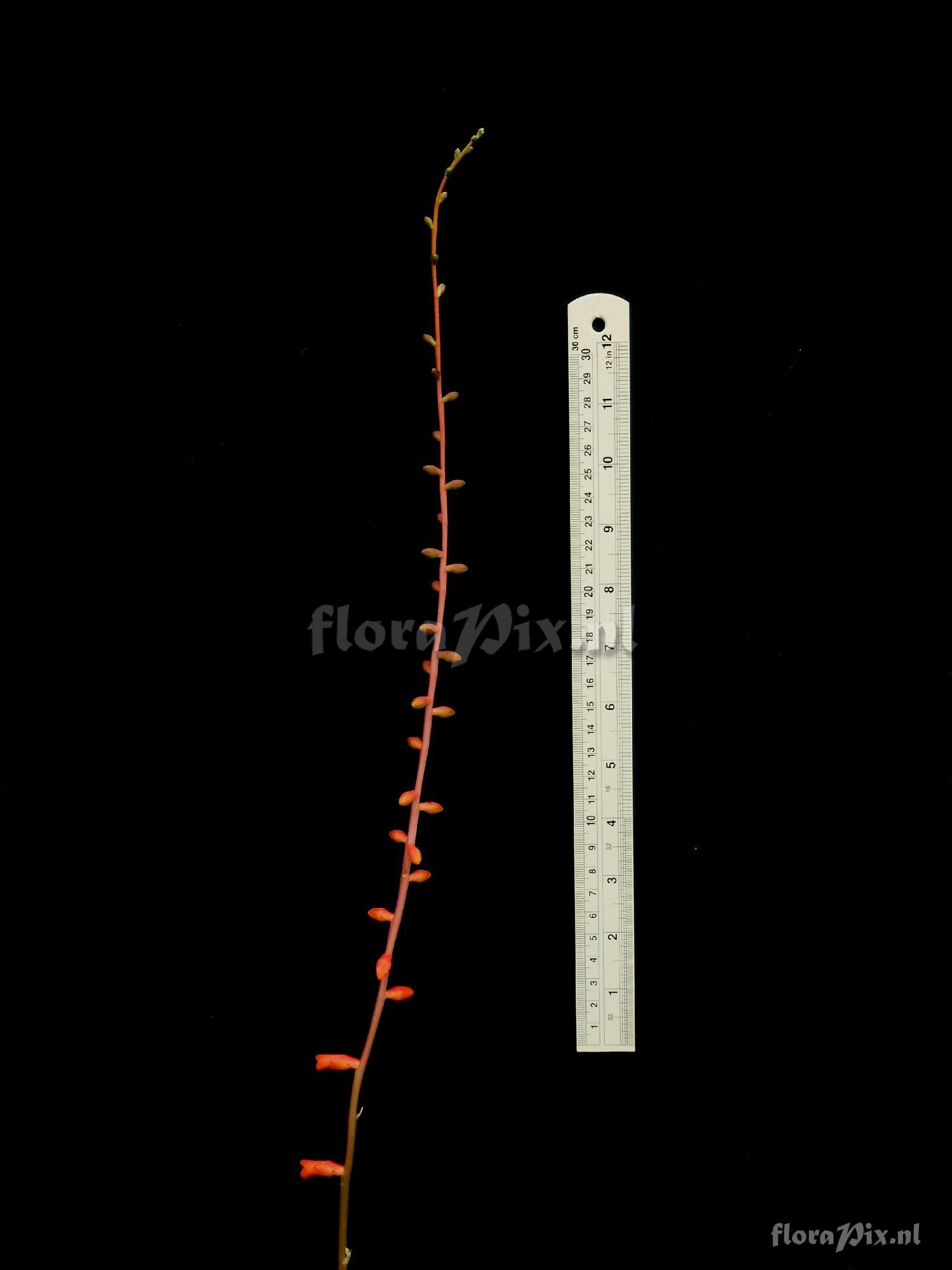 Dyckia linearifolia