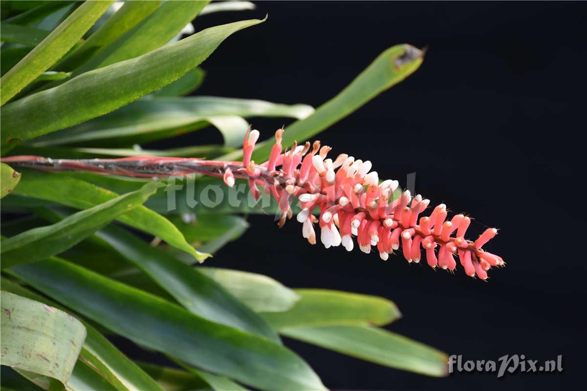 Aechmea cf cylindrata white flowers