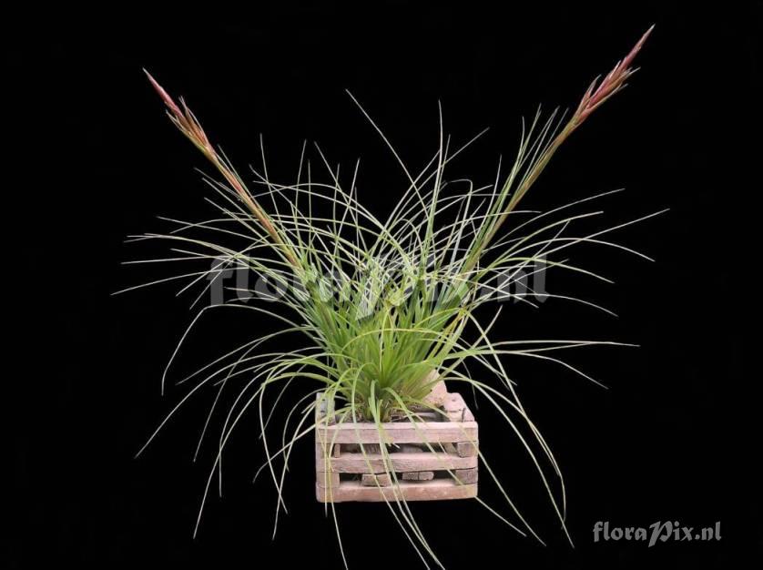 Tillandsia festucoides