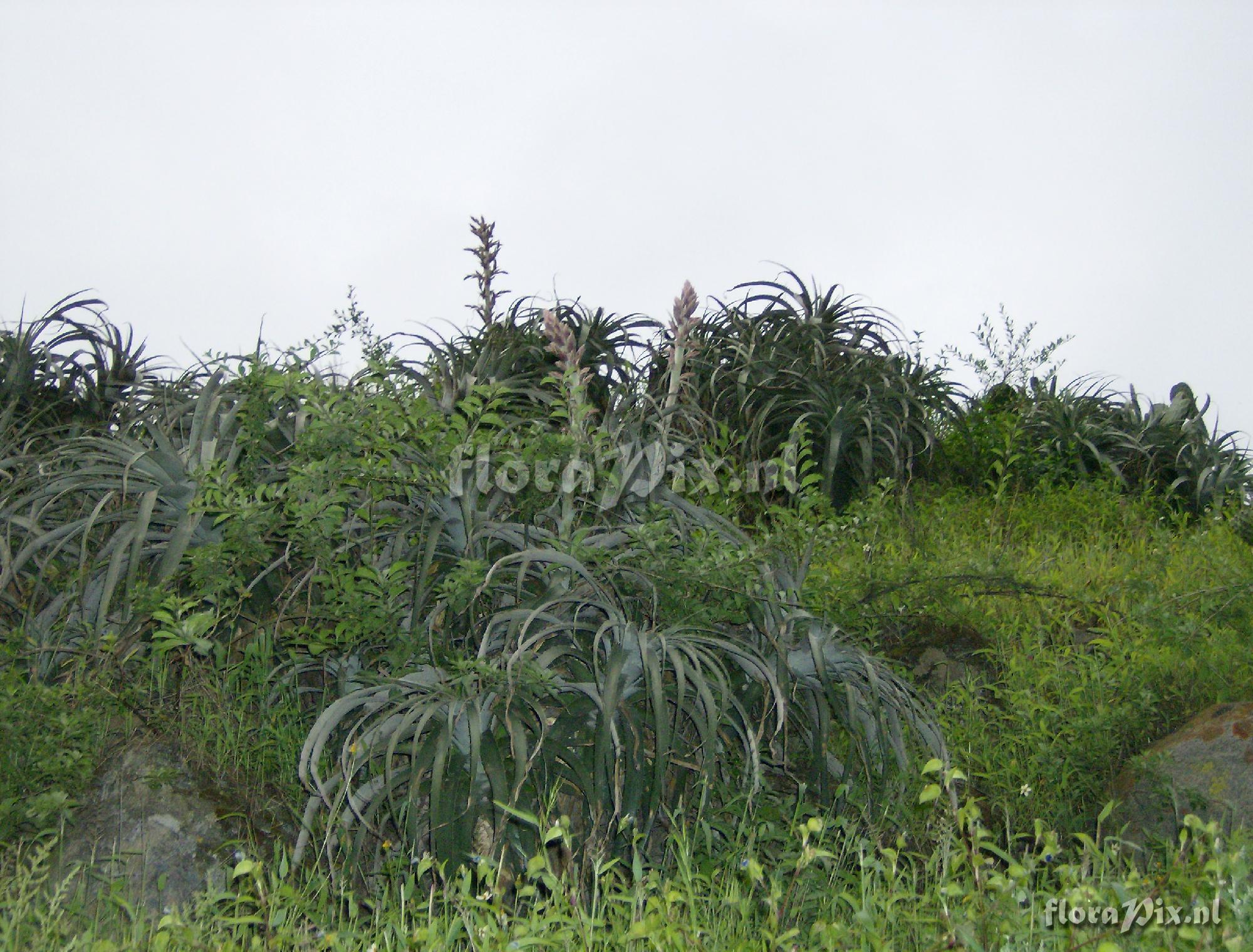 Puya sp.