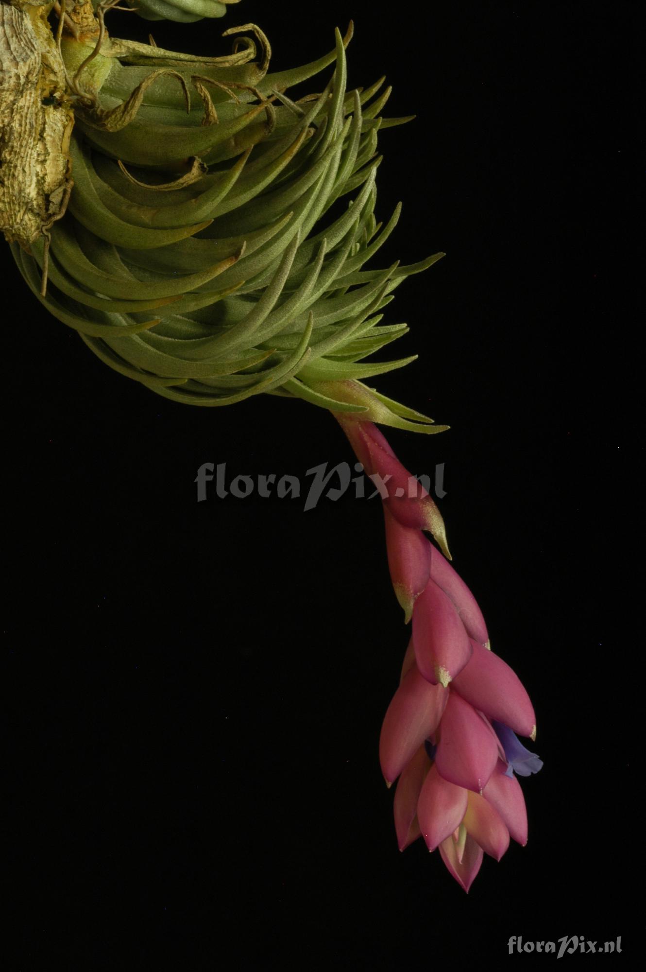 Tillandsia carminea