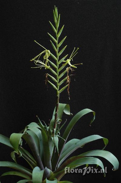 Tillandsia viridiflora