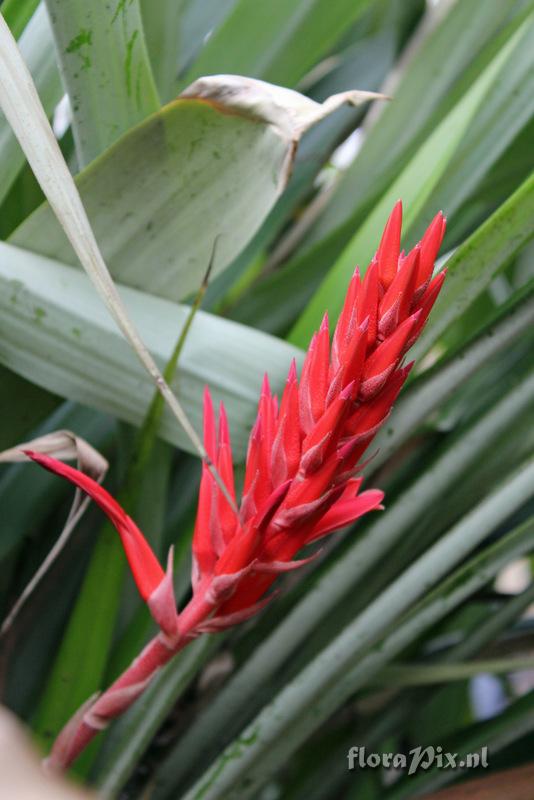 Pitcairnia rigida