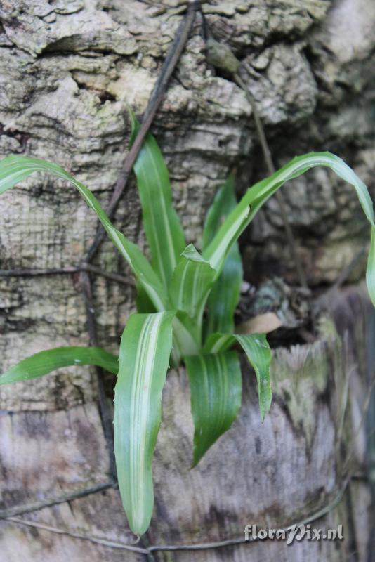 Nidularium innocentii var. lineatum