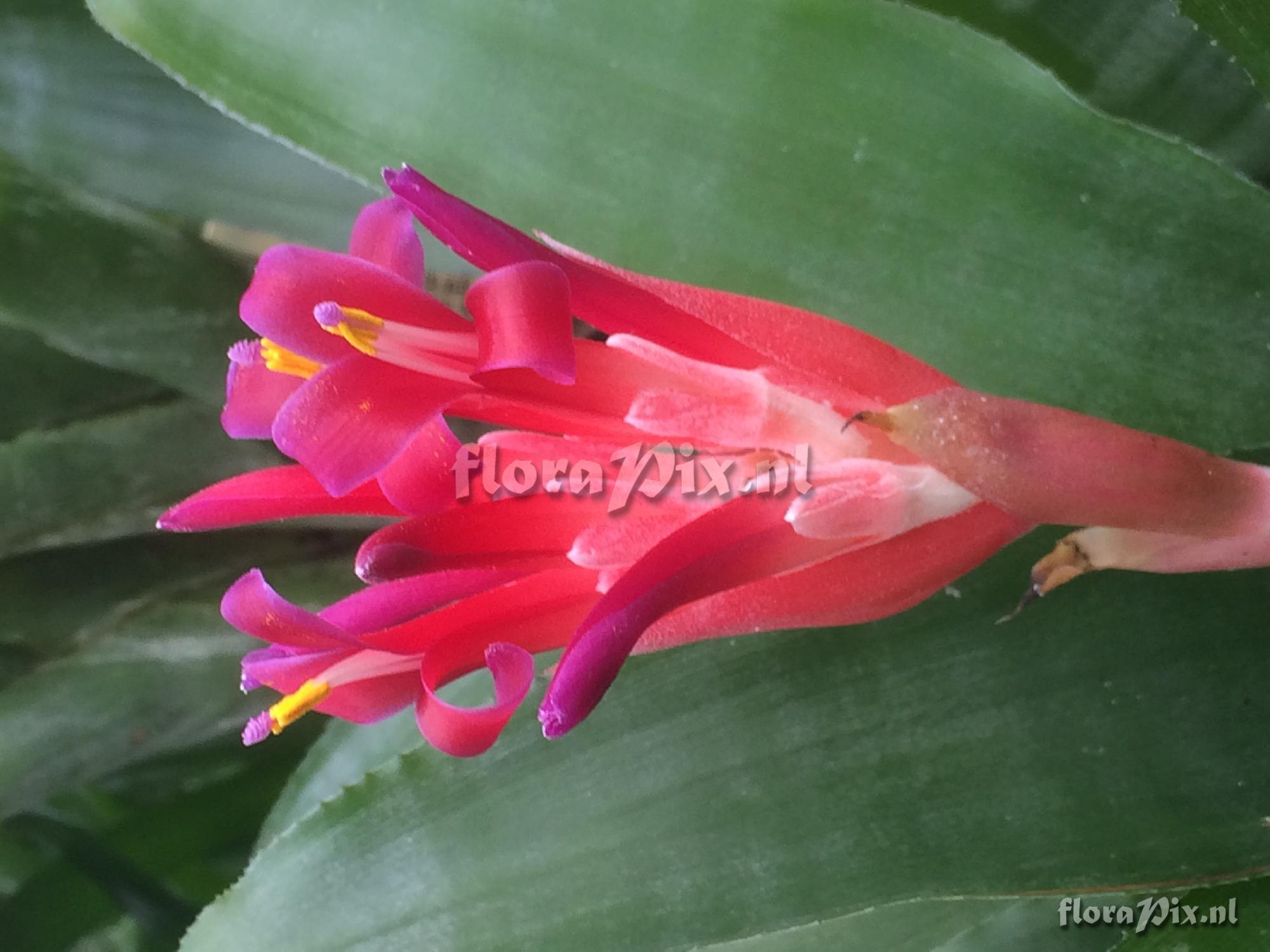 Billbergia pyramidalis