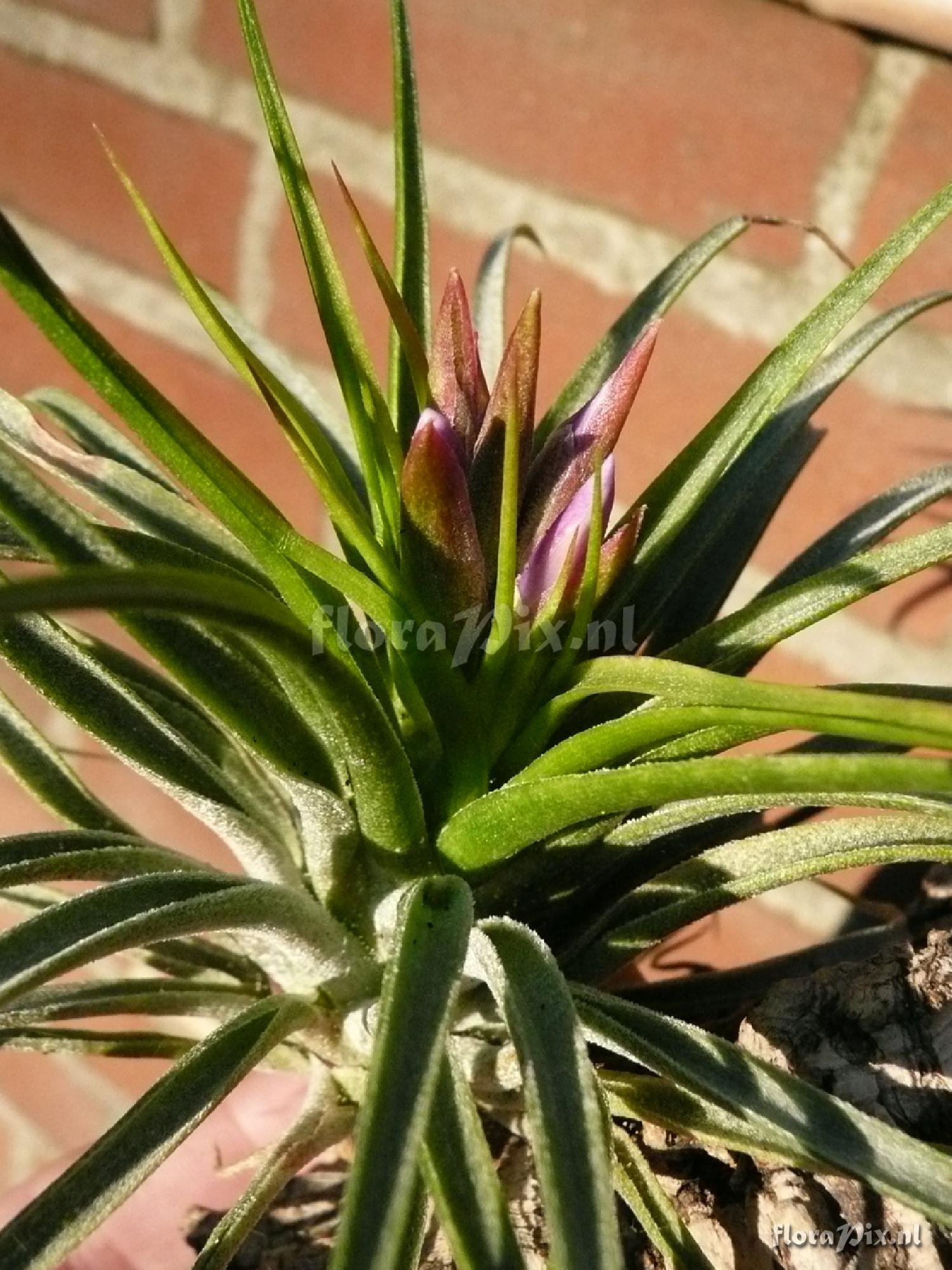 Tillandsia kolbii