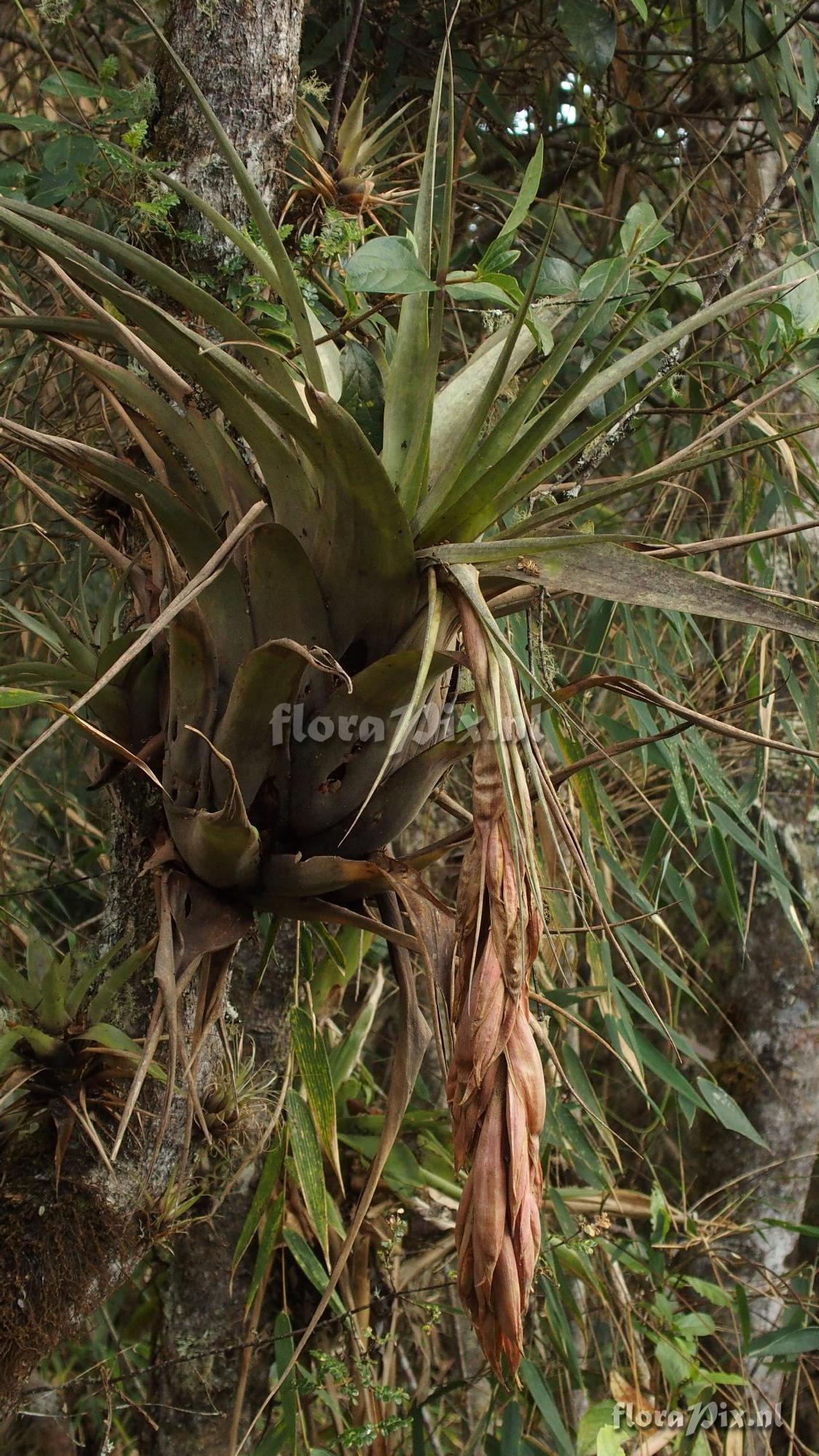 Tillandsia subgenus Pseudovriesea sp?