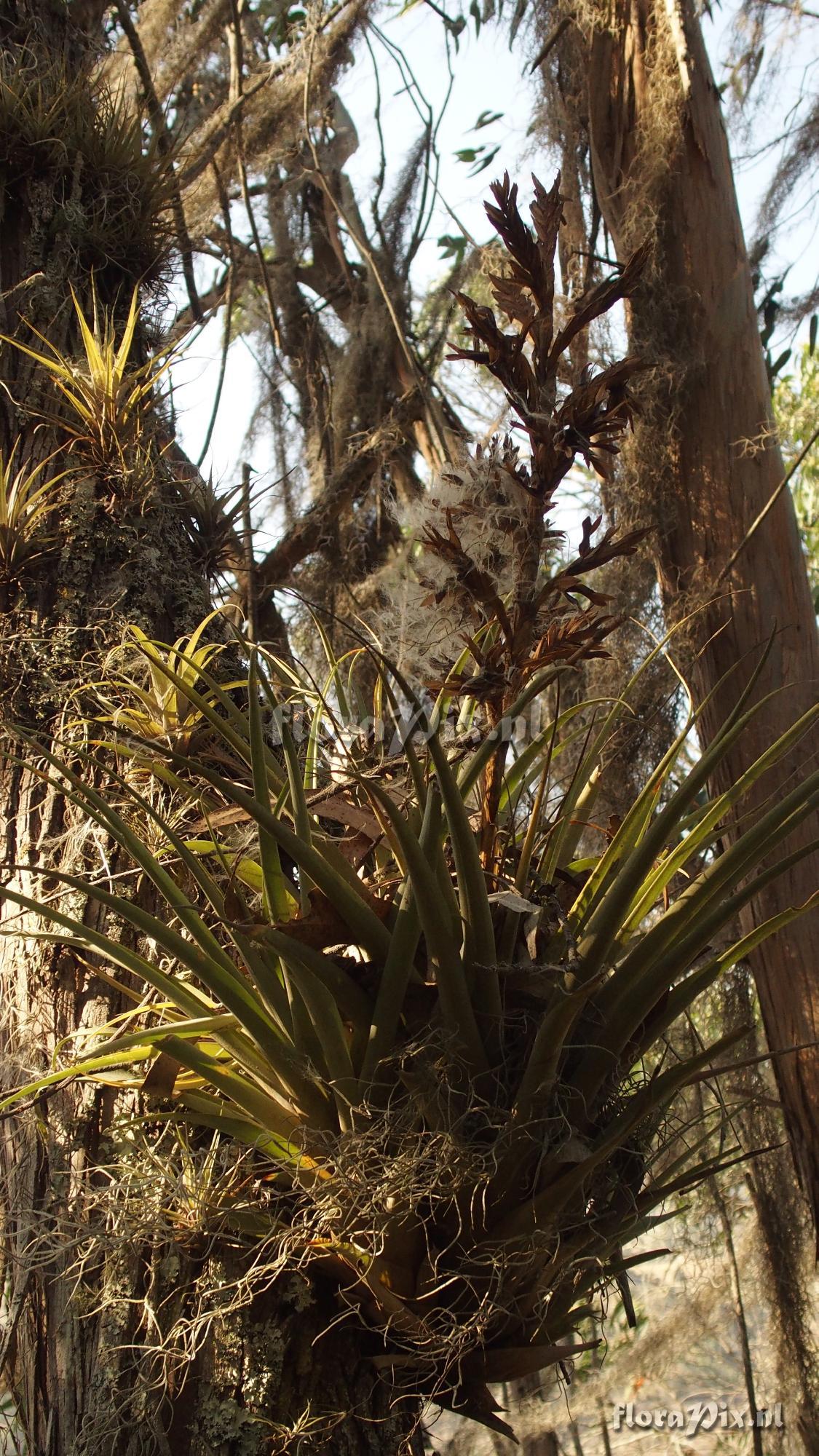 Tillandsia subgenus Pseudovriesea sp?