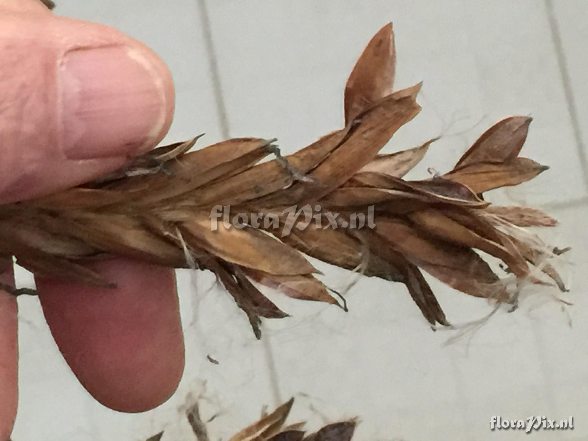 Tillandsia subgenus Pseudovriesea sp?