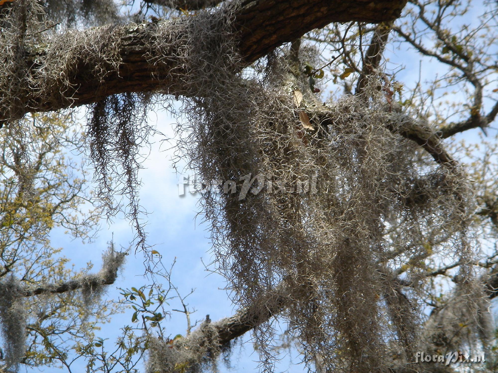 Tillandsia usneoides